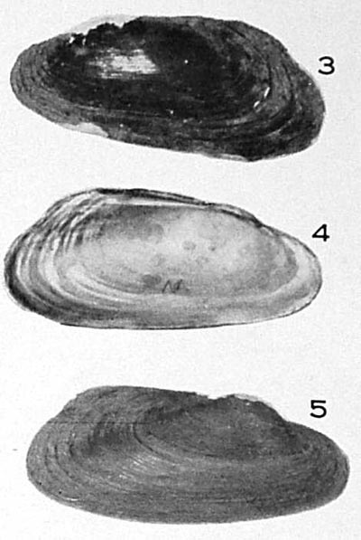 specimen image from publication