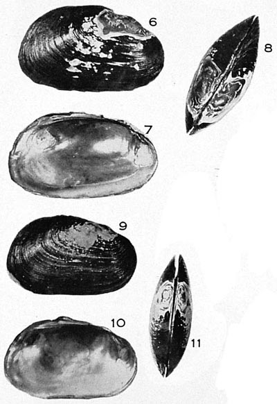 specimen image from publication