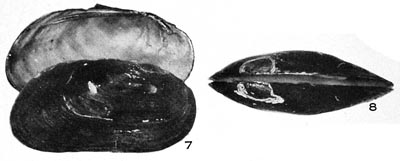 specimen image from publication