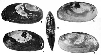 specimen image from publication