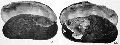 specimen image from publication