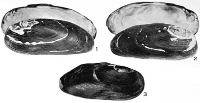 specimen image from publication