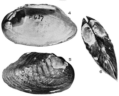 specimen image from publication
