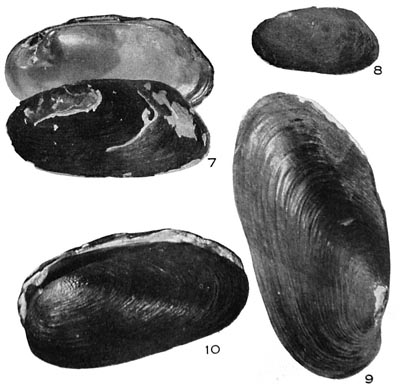 specimen image from publication