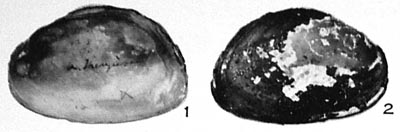 specimen image from publication