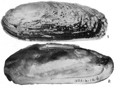 specimen image from publication