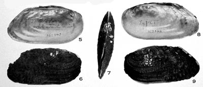 specimen image from publication