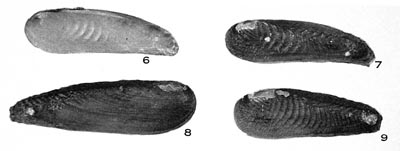 specimen image from publication