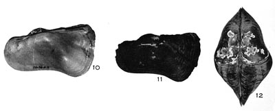specimen image from publication