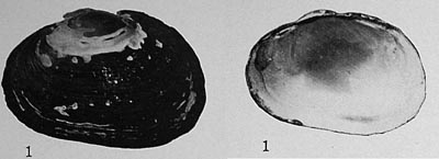specimen image from publication