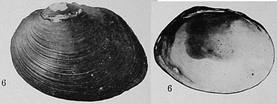 specimen image from publication