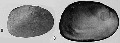 specimen image from publication