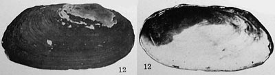 specimen image from publication