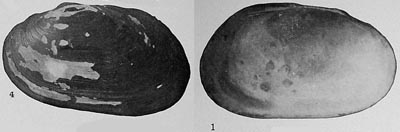 specimen image from publication