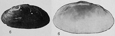 specimen image from publication
