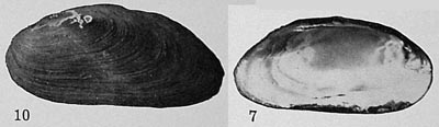 specimen image from publication