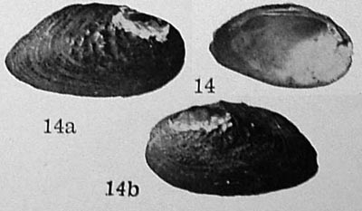 specimen image from publication