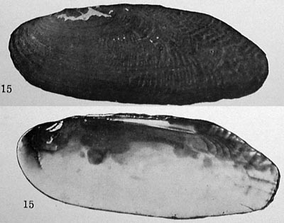 specimen image from publication
