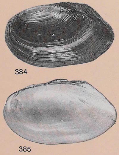 specimen image from publication