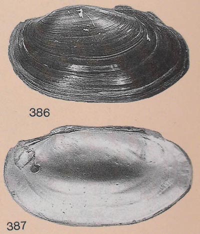 specimen image from publication