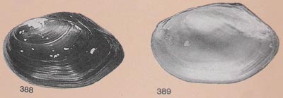 specimen image from publication