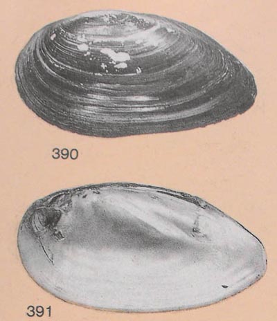 specimen image from publication