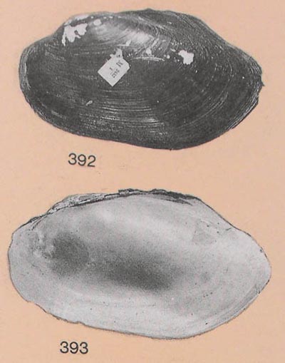 specimen image from publication