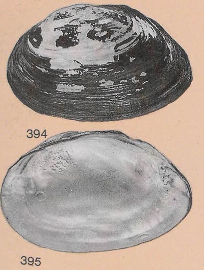 specimen image from publication