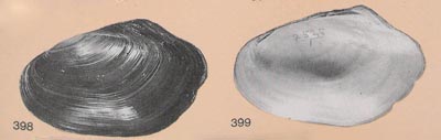 specimen image from publication