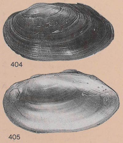 specimen image from publication