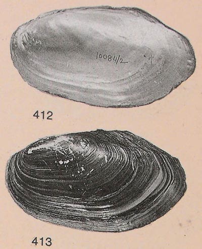 specimen image from publication