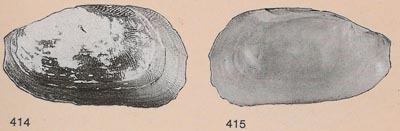 specimen image from publication