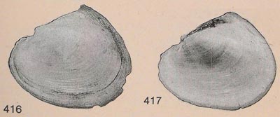 specimen image from publication