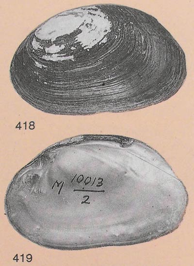 specimen image from publication