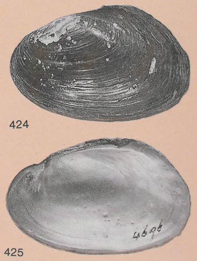 specimen image from publication