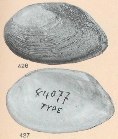 specimen image from publication