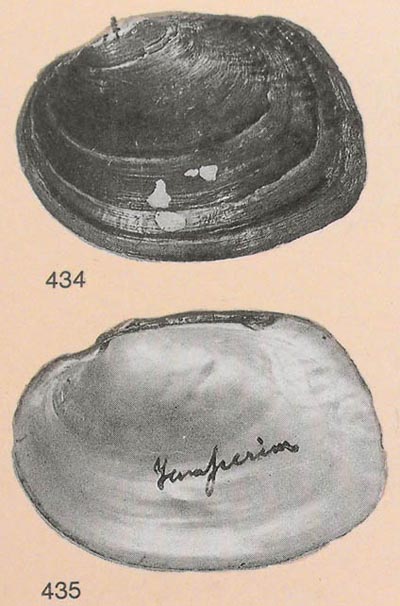 specimen image from publication