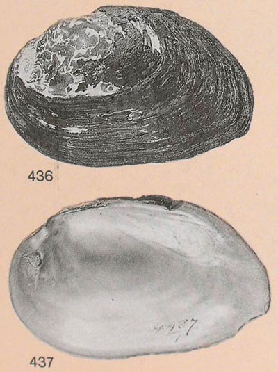 specimen image from publication