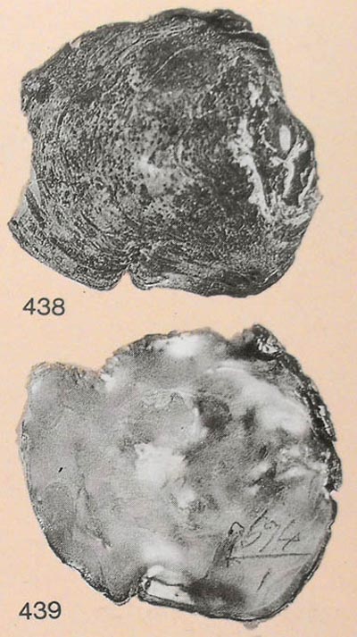 specimen image from publication