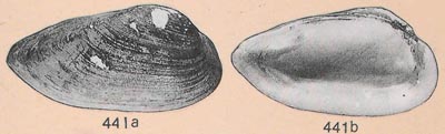 specimen image from publication