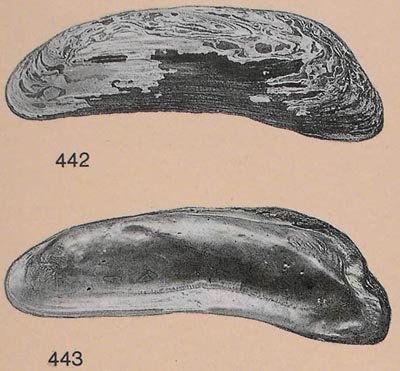 specimen image from publication