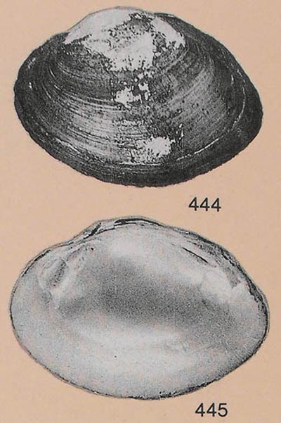 specimen image from publication