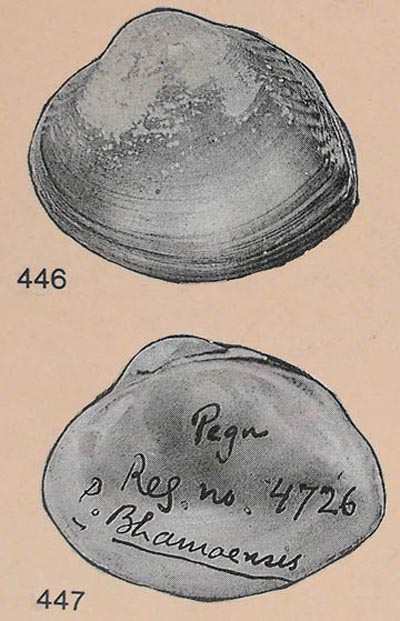 specimen image from publication