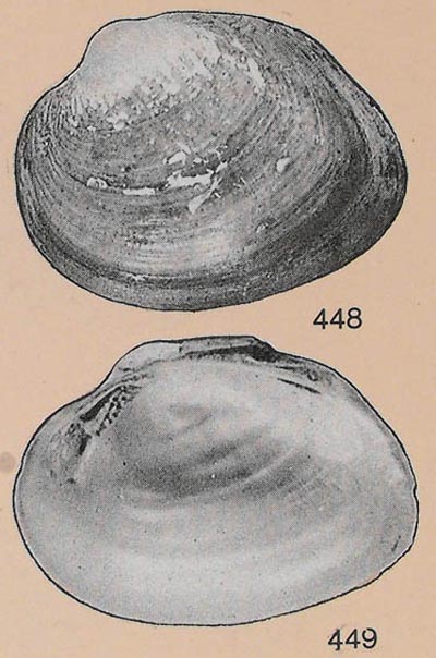 specimen image from publication
