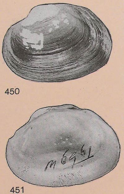 specimen image from publication