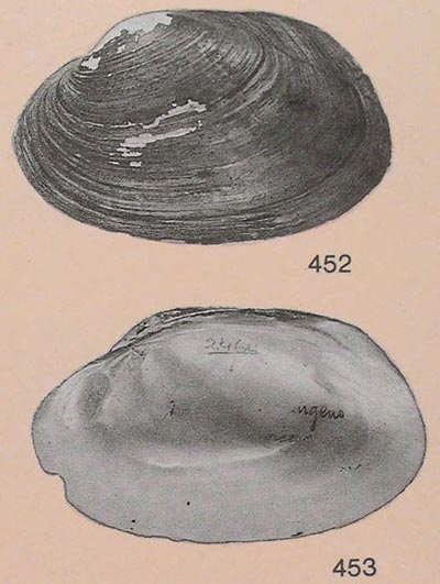 specimen image from publication