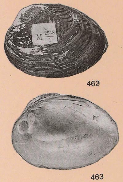 specimen image from publication