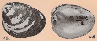 specimen image from publication