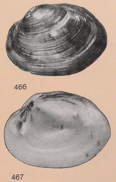 specimen image from publication