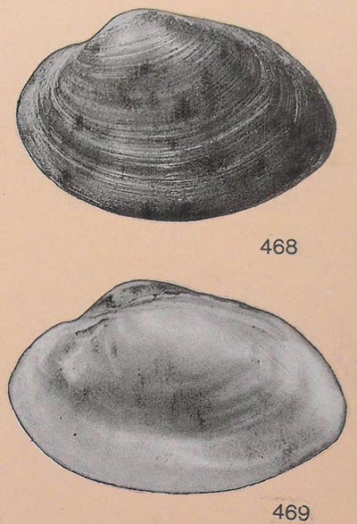 specimen image from publication